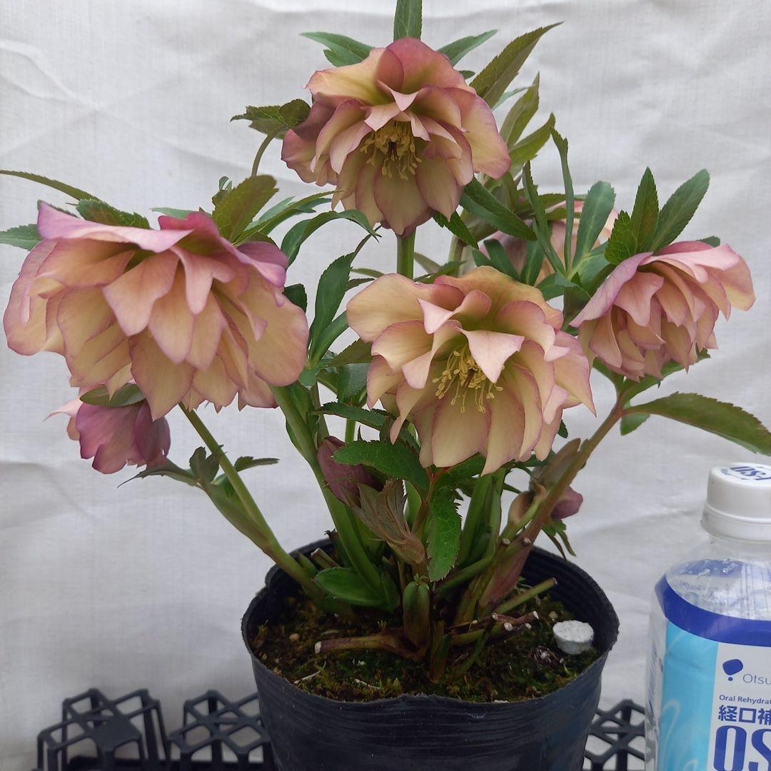 値下げ！アンティーク系絶妙な色彩♪クリスマスローズ、大苗、開花株