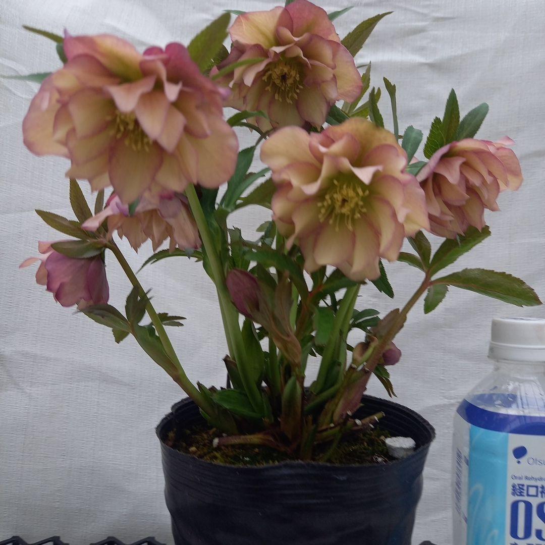 値下げ！アンティーク系絶妙な色彩♪クリスマスローズ、大苗、開花株