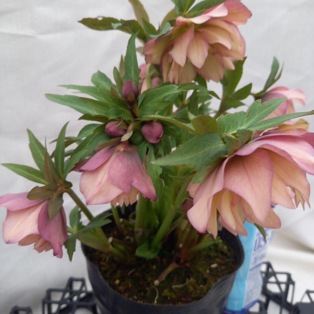 値下げ！アンティーク系絶妙な色彩♪クリスマスローズ、大苗、開花株