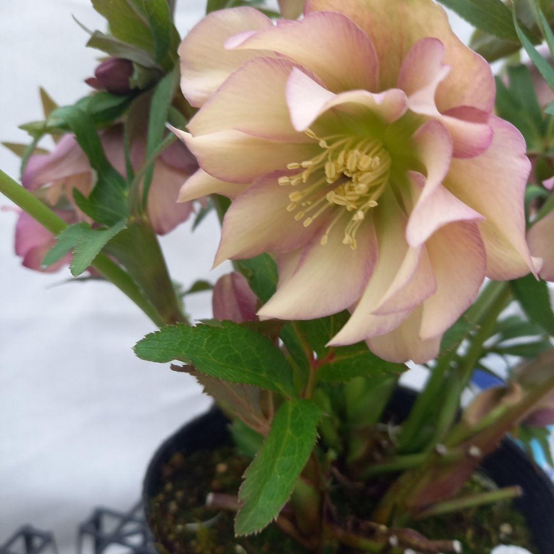 値下げ！アンティーク系絶妙な色彩♪クリスマスローズ、大苗、開花株