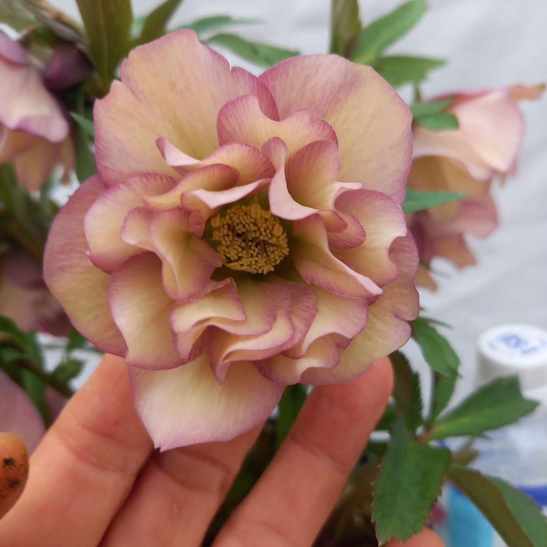 値下げ！アンティーク系絶妙な色彩♪クリスマスローズ、大苗、開花株