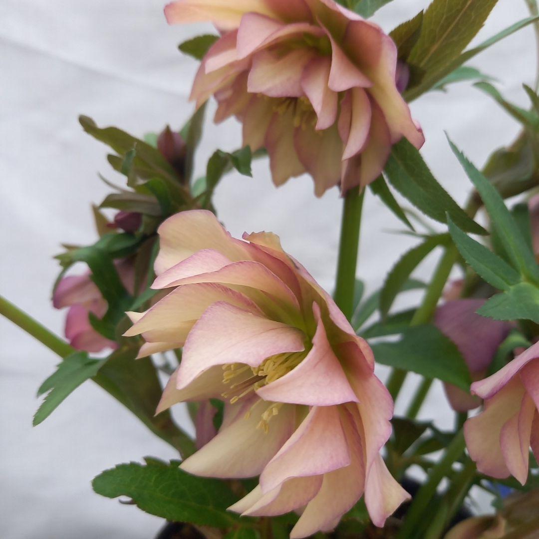 値下げ！アンティーク系絶妙な色彩♪クリスマスローズ、大苗、開花株