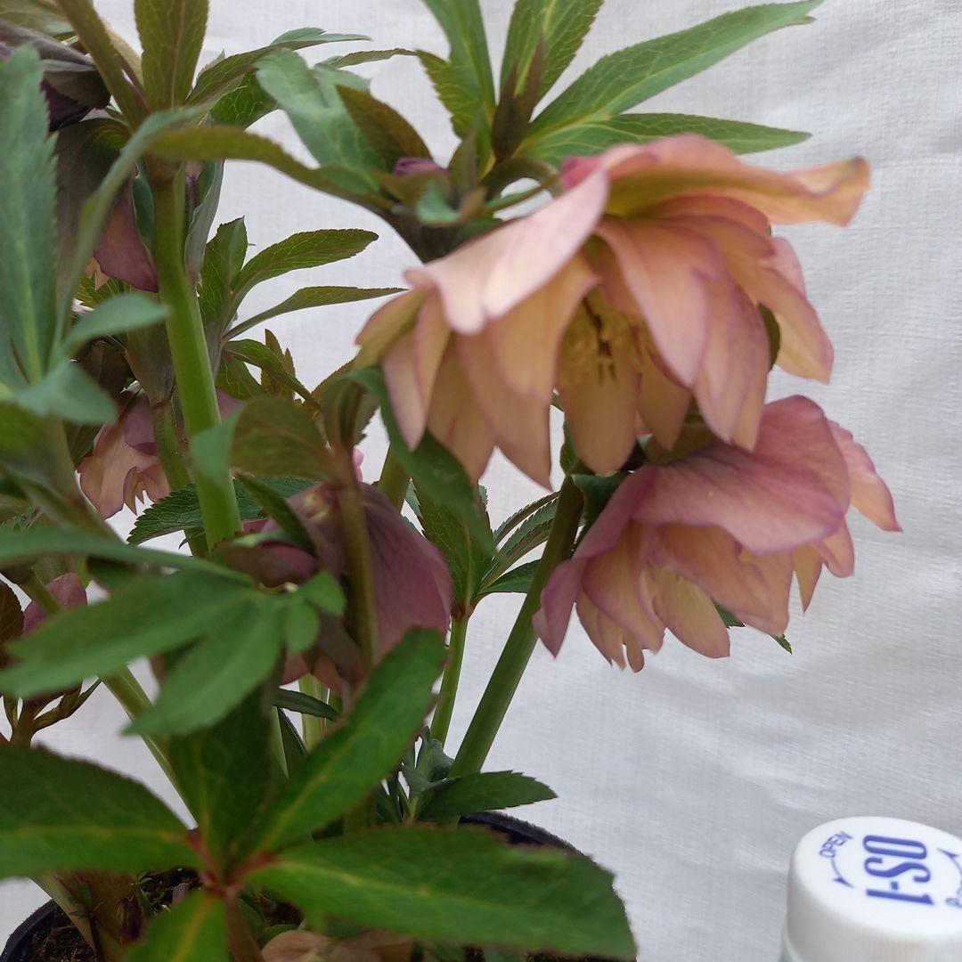 値下げ！アンティーク系絶妙な色彩♪クリスマスローズ、大苗、開花株