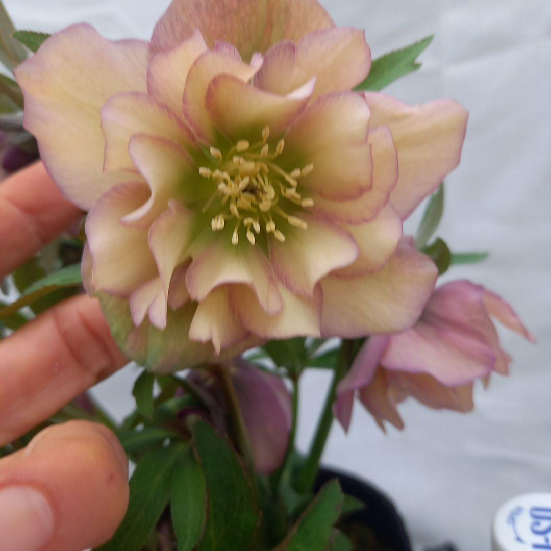 値下げ！アンティーク系絶妙な色彩♪クリスマスローズ、大苗、開花株