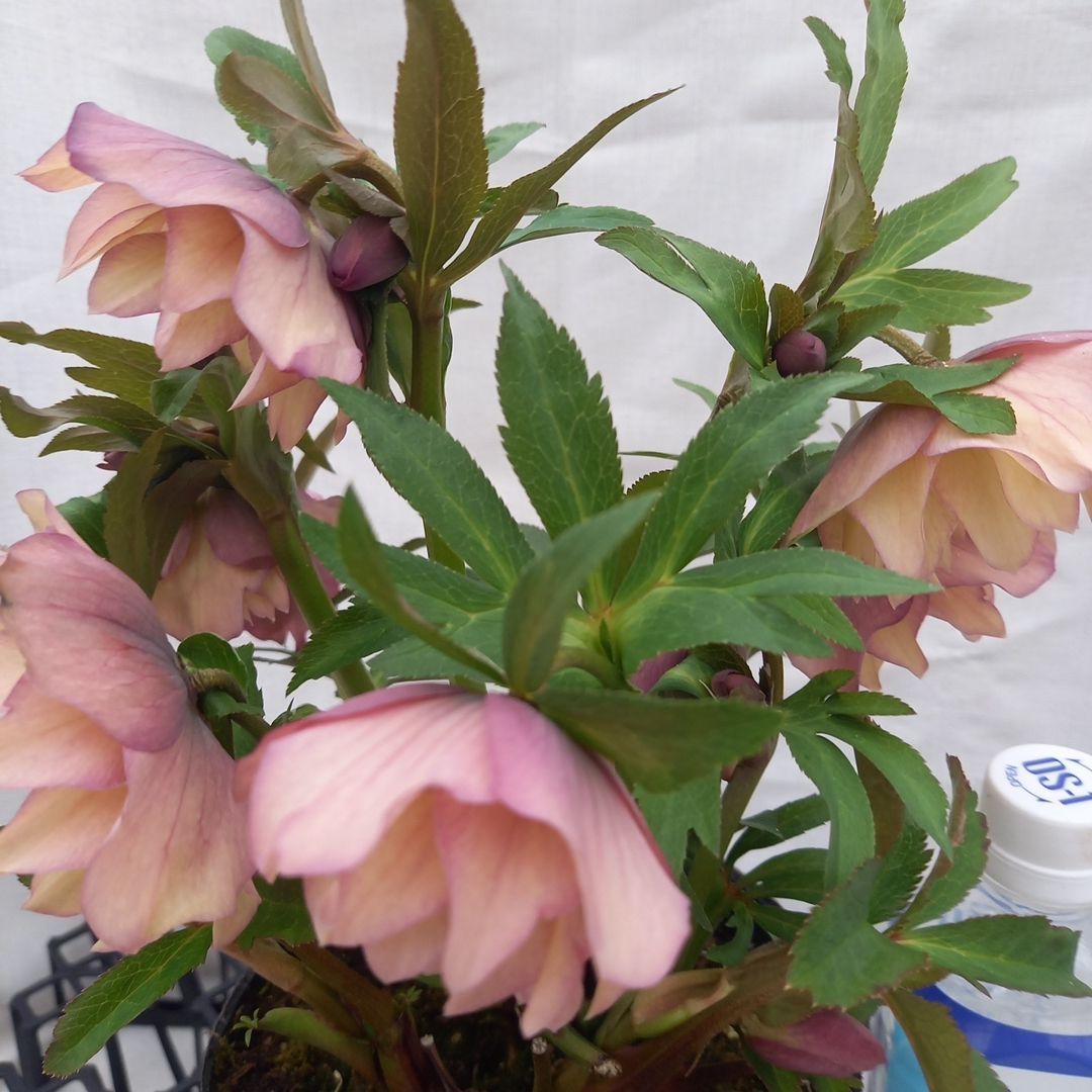 値下げ！アンティーク系絶妙な色彩♪クリスマスローズ、大苗、開花株