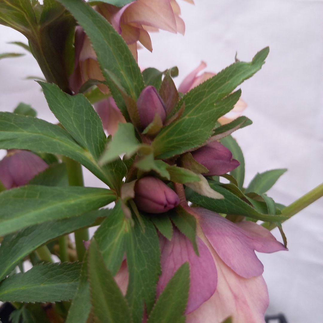 値下げ！アンティーク系絶妙な色彩♪クリスマスローズ、大苗、開花株