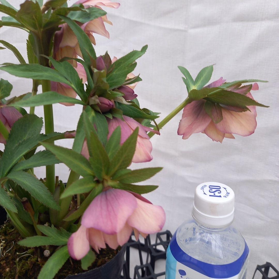 値下げ！アンティーク系絶妙な色彩♪クリスマスローズ、大苗、開花株