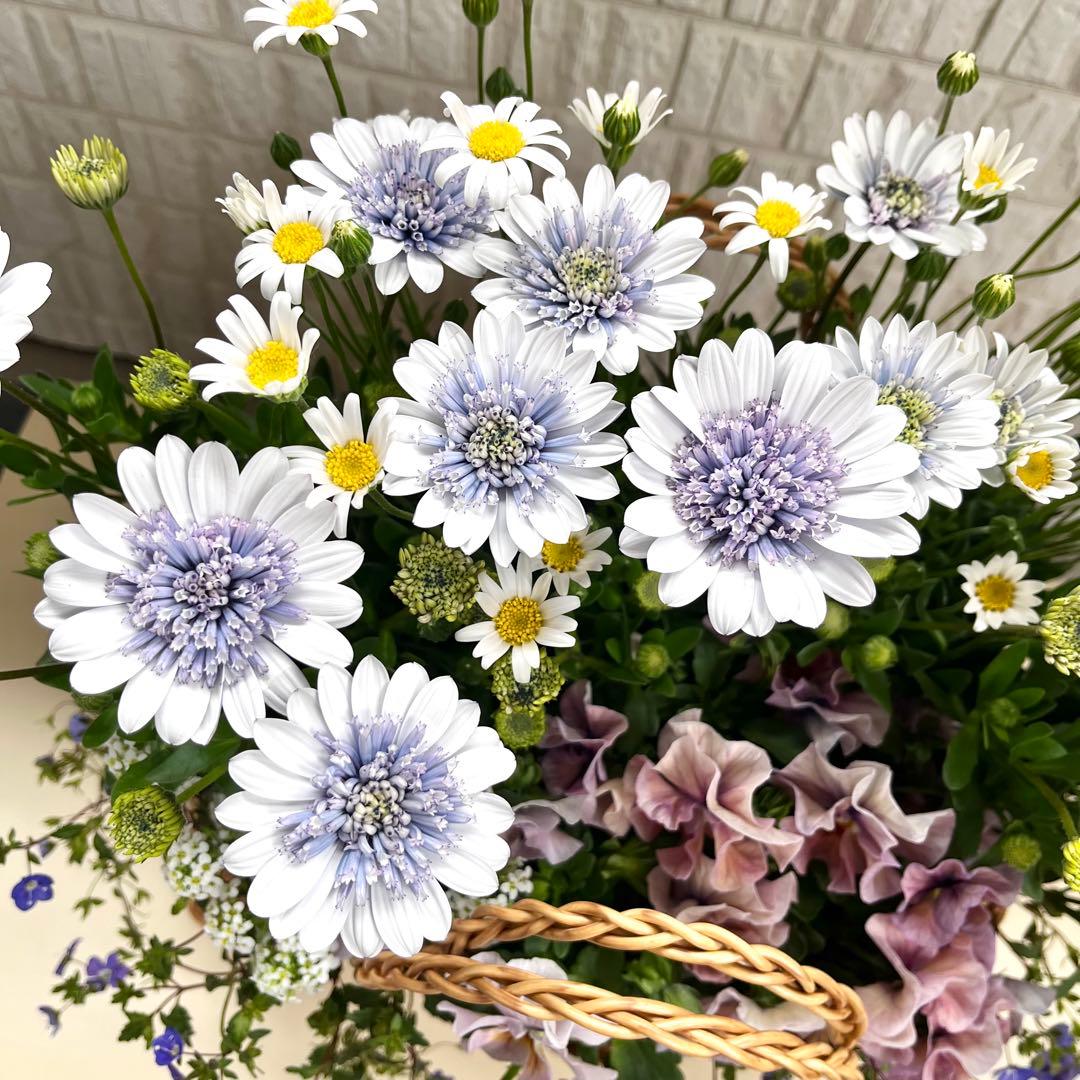 オステオスペルマム寄せ植え