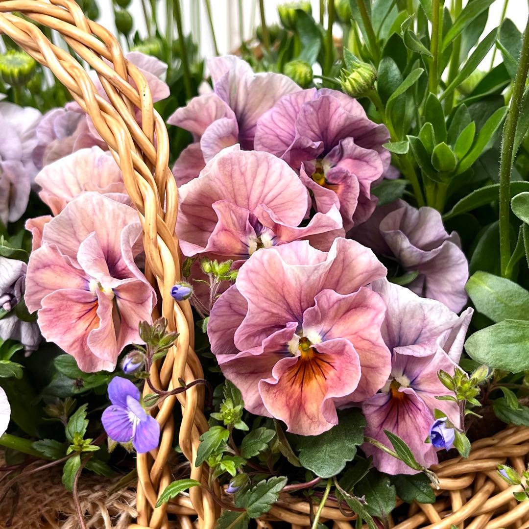 オステオスペルマム寄せ植え