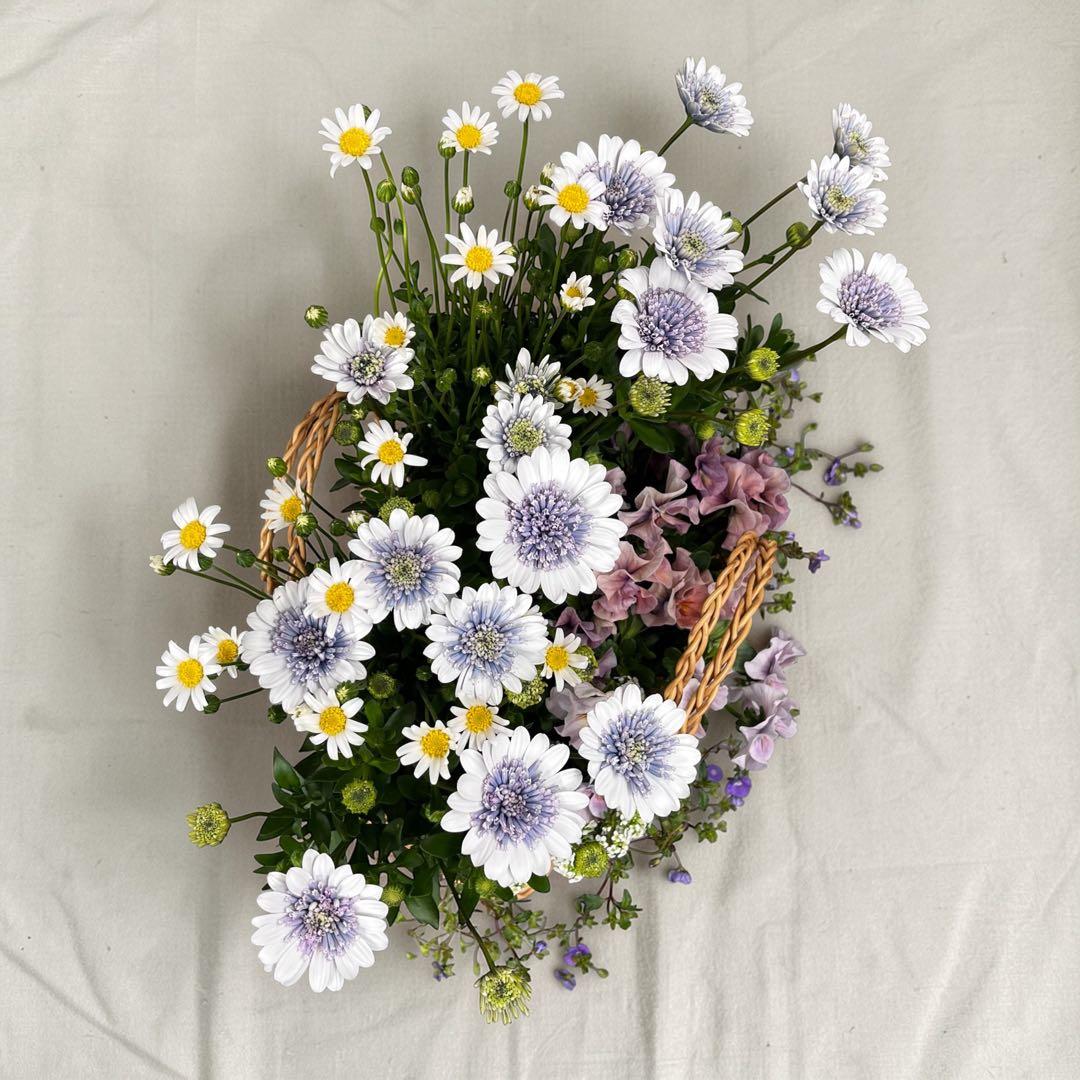 オステオスペルマム寄せ植え