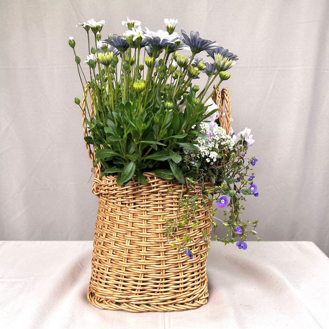 オステオスペルマム寄せ植え