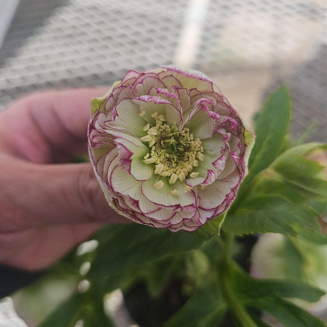 クリスマスローズピコティカップ咲き