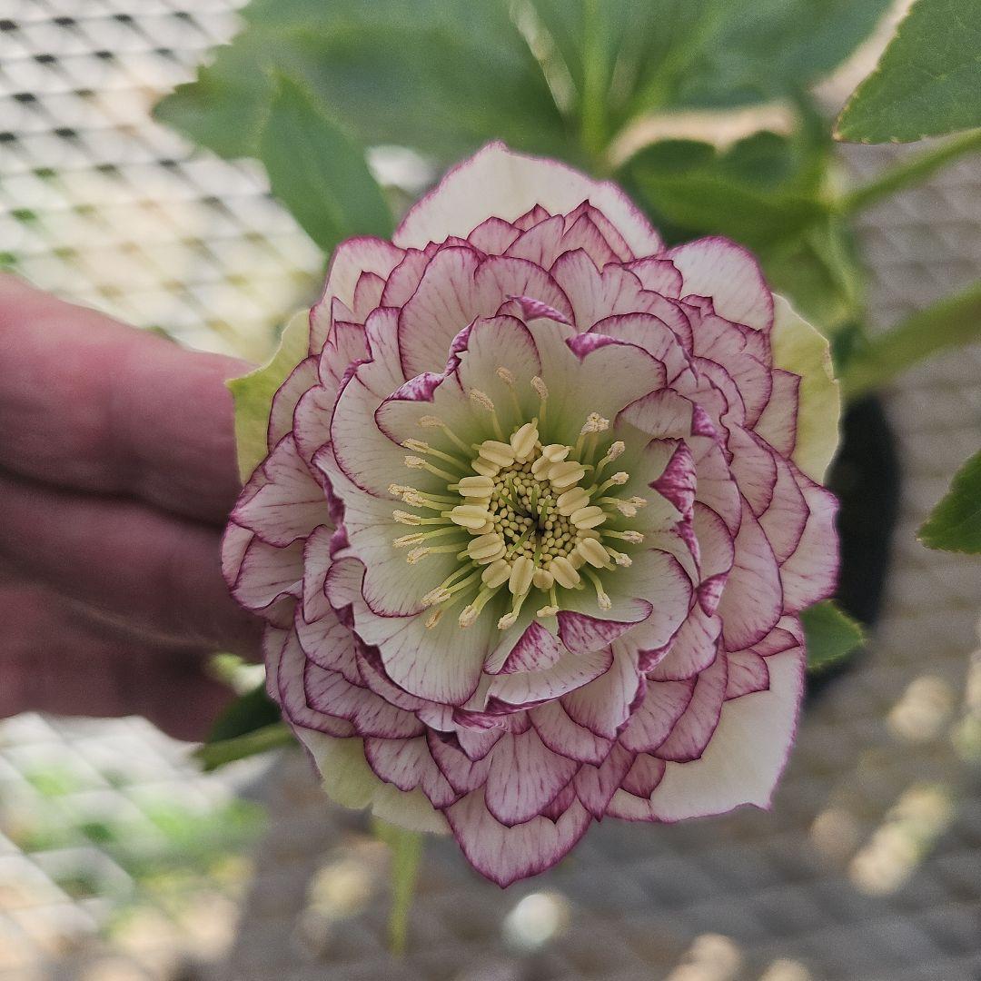 クリスマスローズピコティカップ咲き