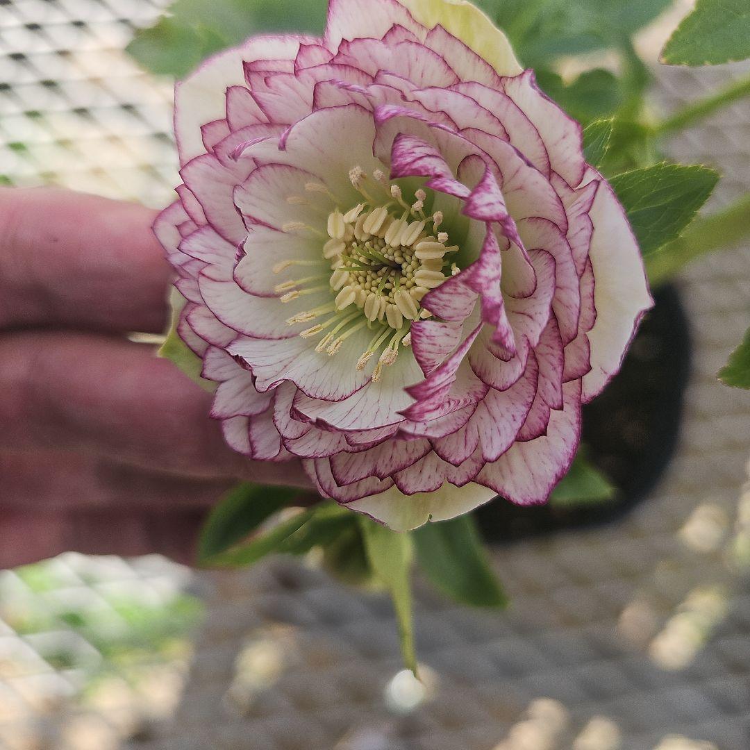 クリスマスローズピコティカップ咲き