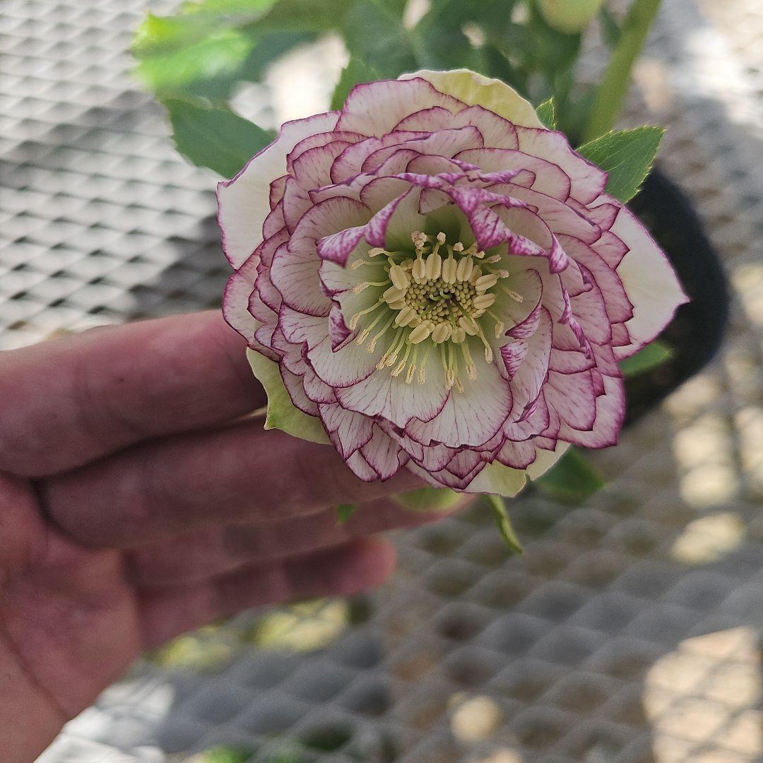 クリスマスローズピコティカップ咲き