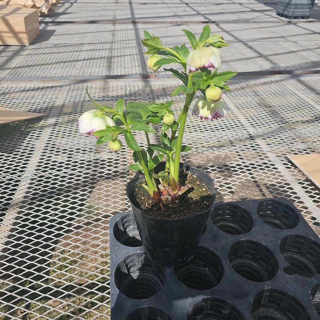 クリスマスローズピコティカップ咲き