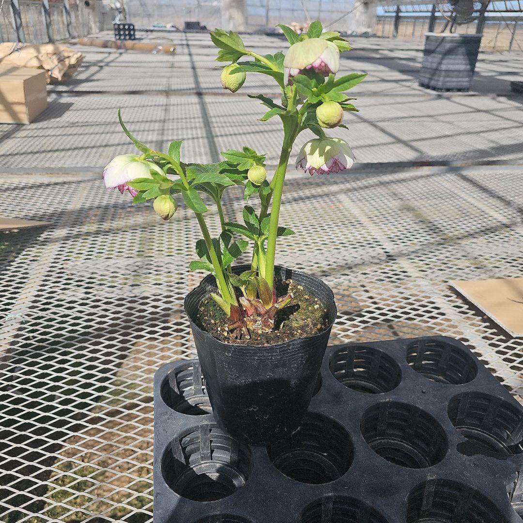 クリスマスローズピコティカップ咲き