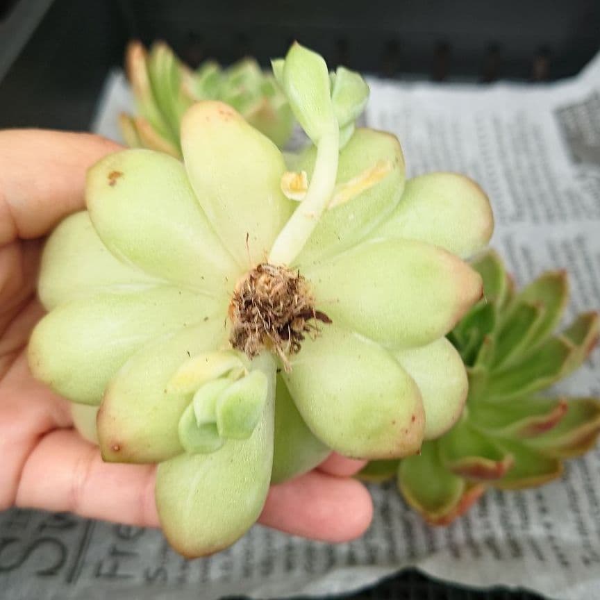 多肉植物 ラズアガ 4個 大きめ【A】