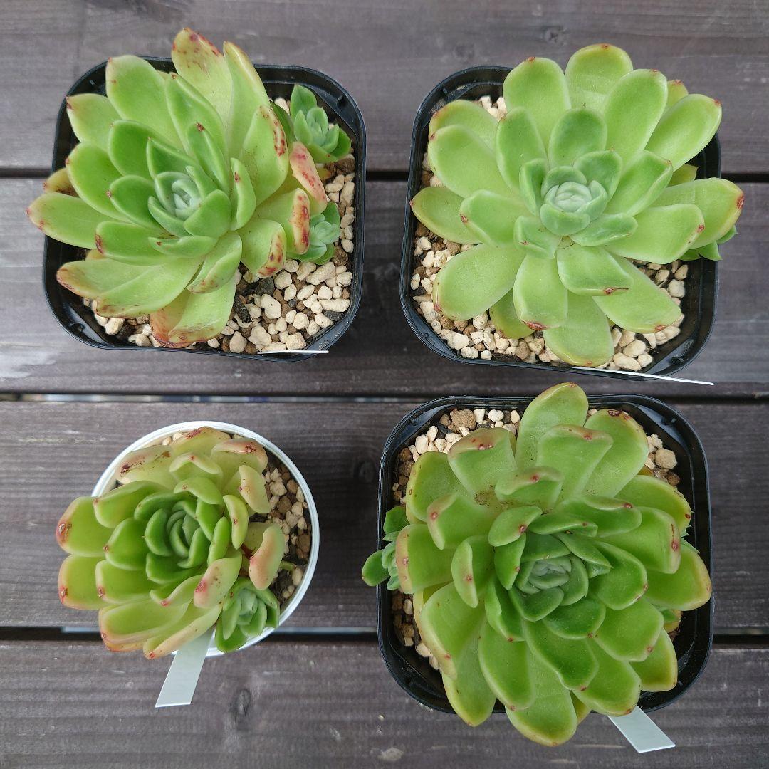 多肉植物 ラズアガ 4個 大きめ【A】
