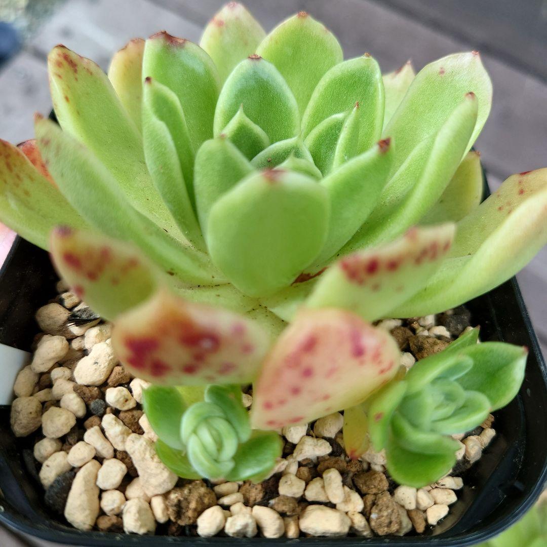 多肉植物 ラズアガ 4個 大きめ【A】