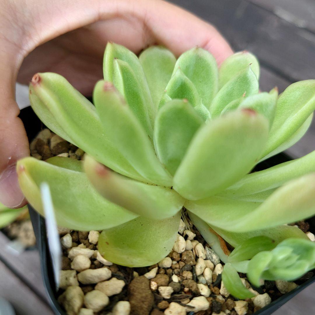 多肉植物 ラズアガ 4個 大きめ【A】