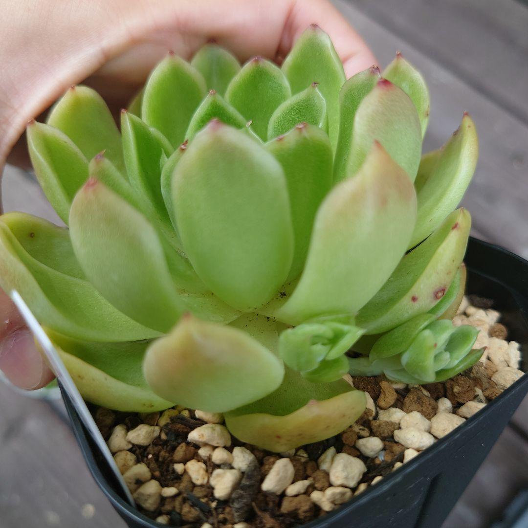 多肉植物 ラズアガ 4個 大きめ【A】