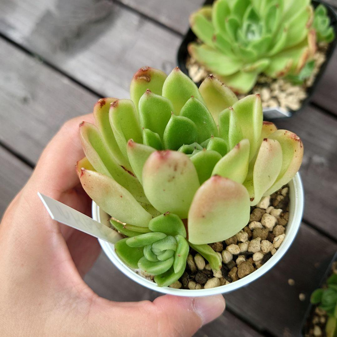 多肉植物 ラズアガ 4個 大きめ【A】