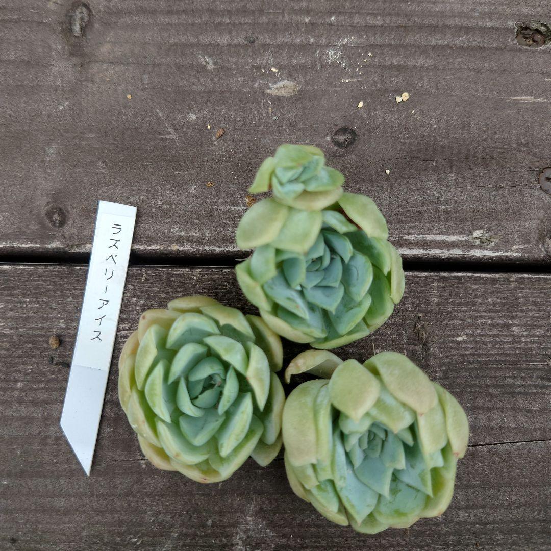 多肉植物 ラズアガ 4個 大きめ【A】