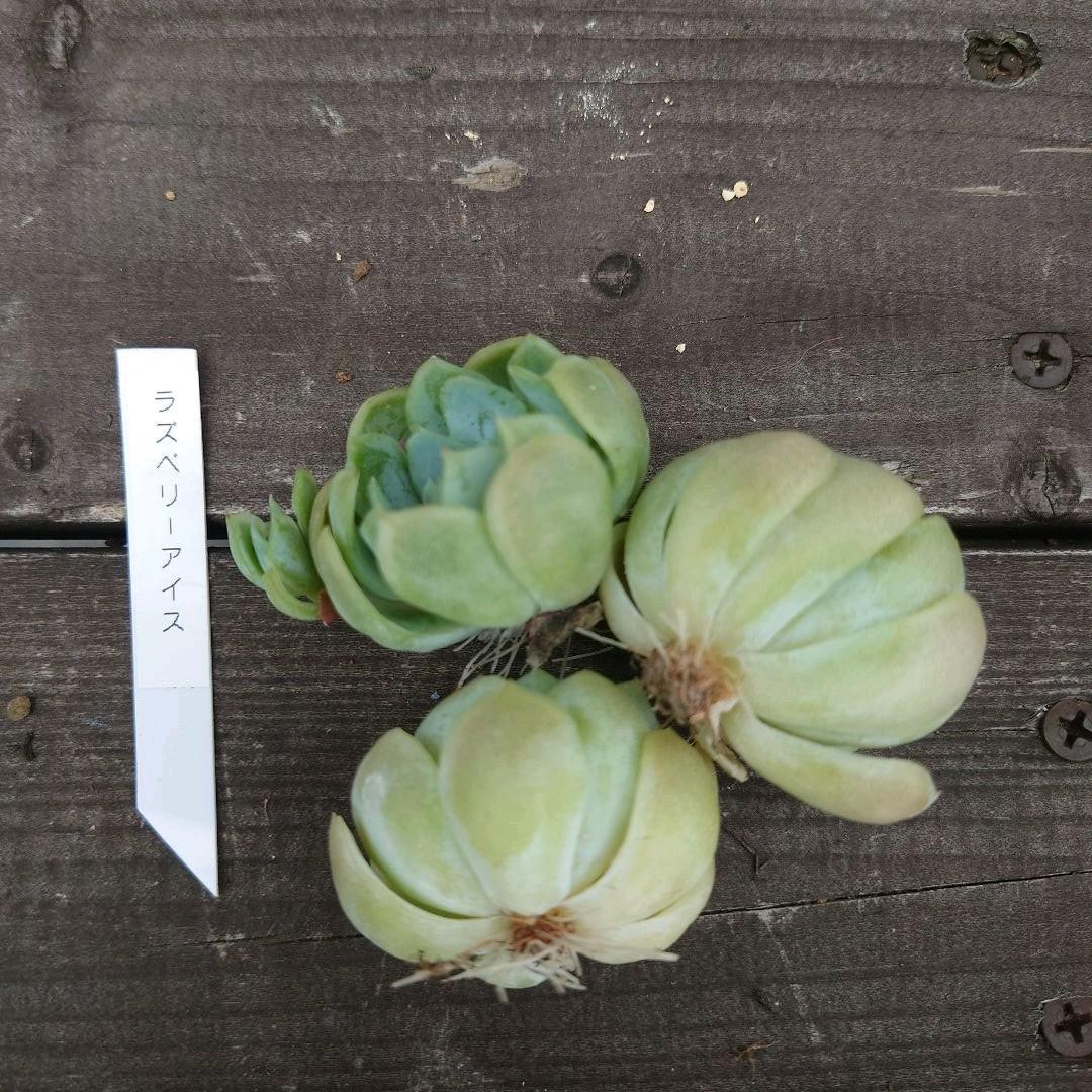 多肉植物 ラズアガ 4個 大きめ【A】