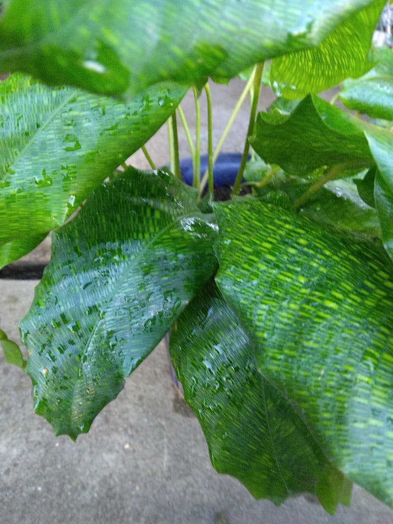 新品　観葉植物　流通量側少ない珍しい品種　カラテア、ムサイカ