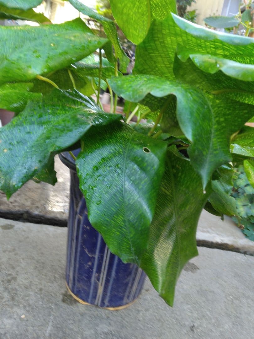 新品　観葉植物　流通量側少ない珍しい品種　カラテア、ムサイカ