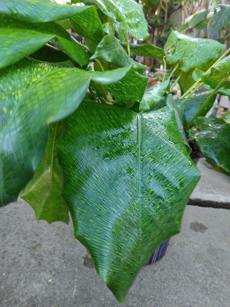 新品　観葉植物　流通量側少ない珍しい品種　カラテア、ムサイカ