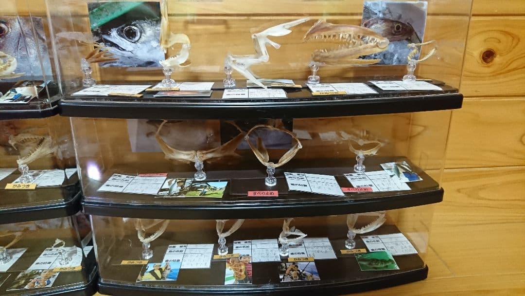 魚　歯　標本　自由研究