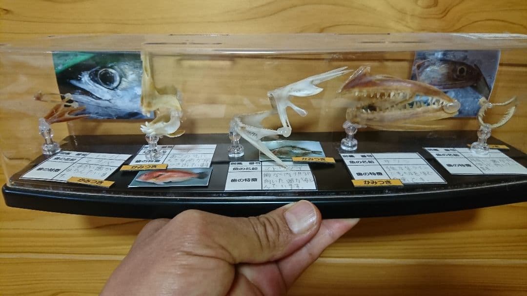 魚　歯　標本　自由研究