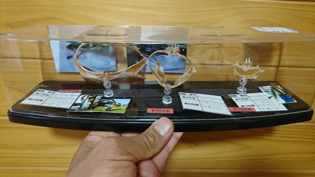 魚　歯　標本　自由研究