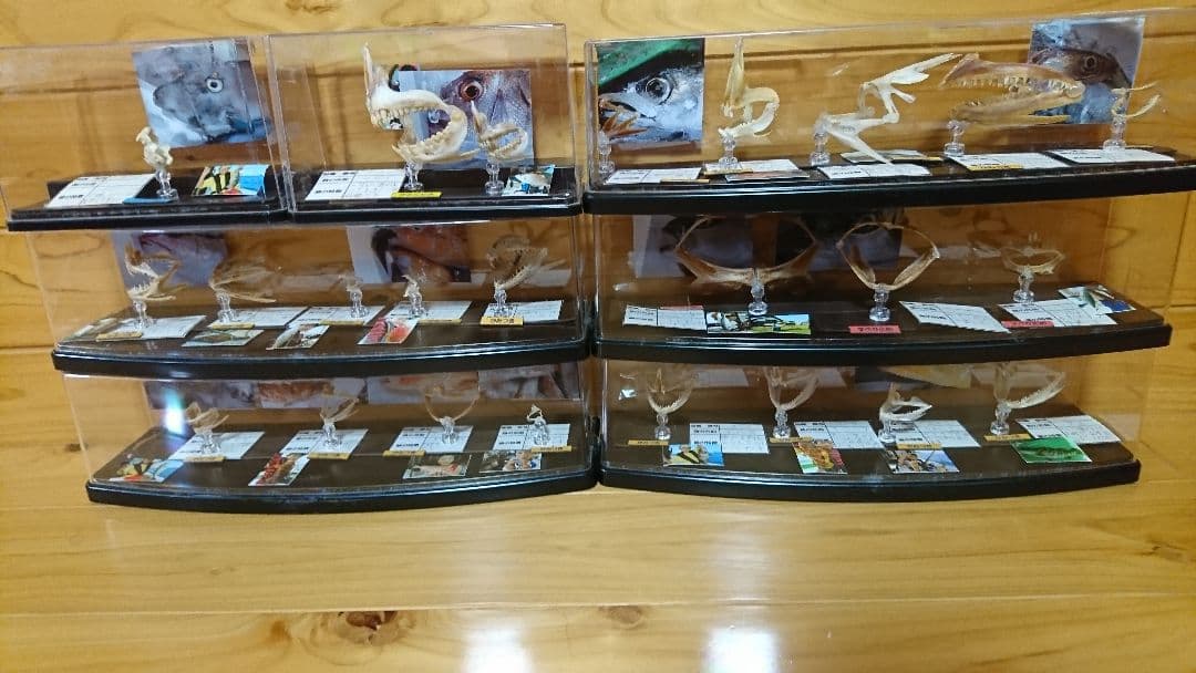 魚　歯　標本　自由研究