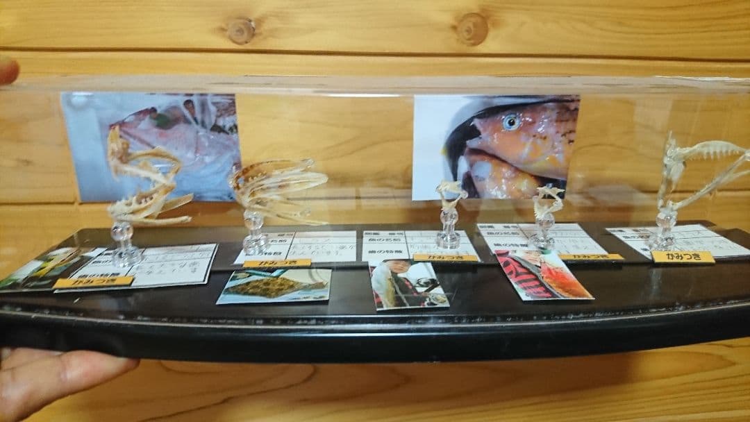 魚　歯　標本　自由研究