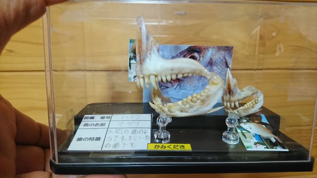 魚　歯　標本　自由研究