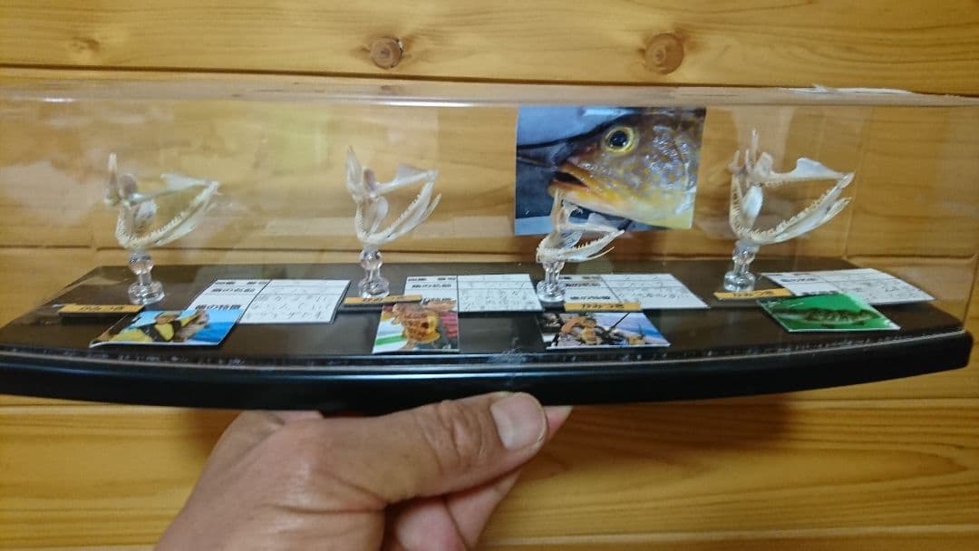 魚　歯　標本　自由研究