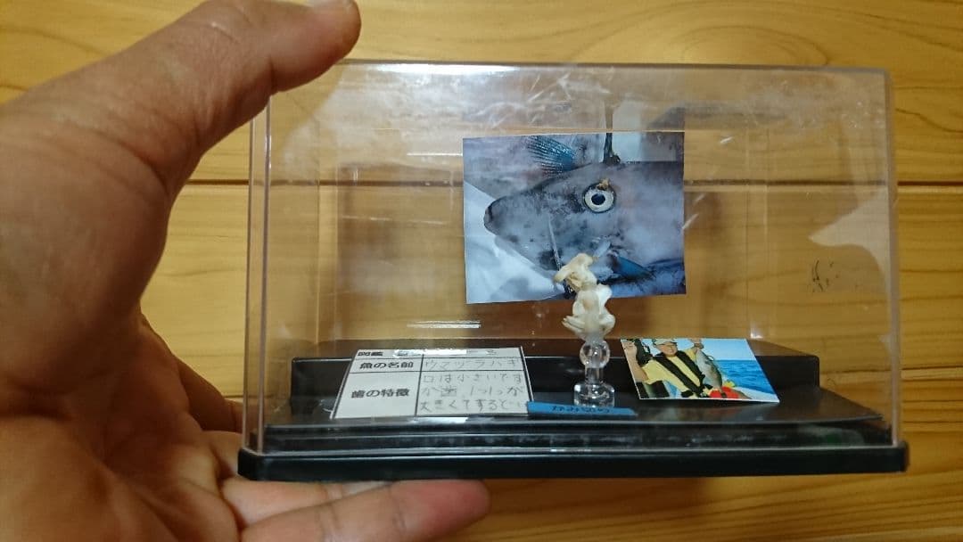 魚　歯　標本　自由研究