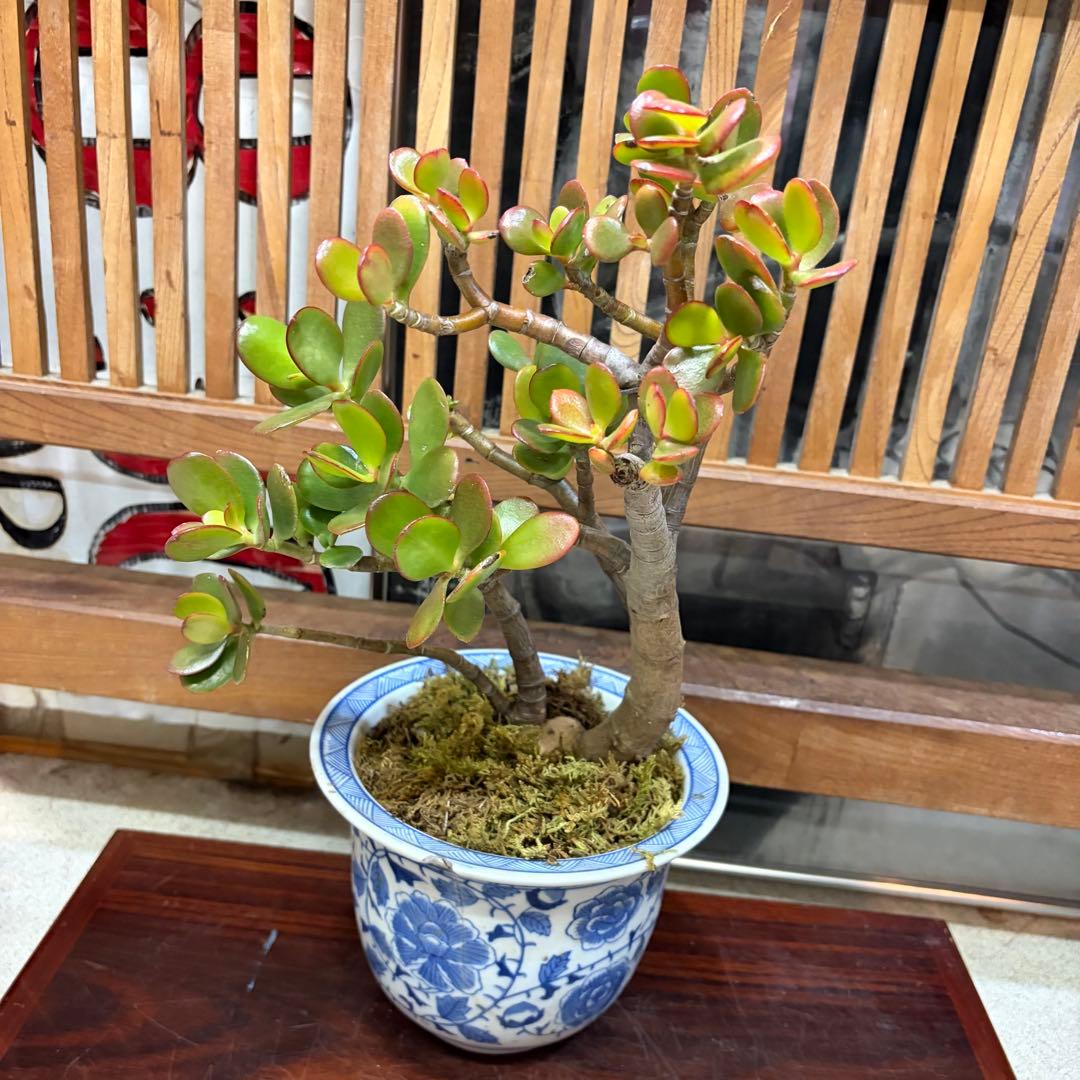 0012 金の成る木 幹の太さ １２cm青い花柄鉢(欠有) 投げ売り