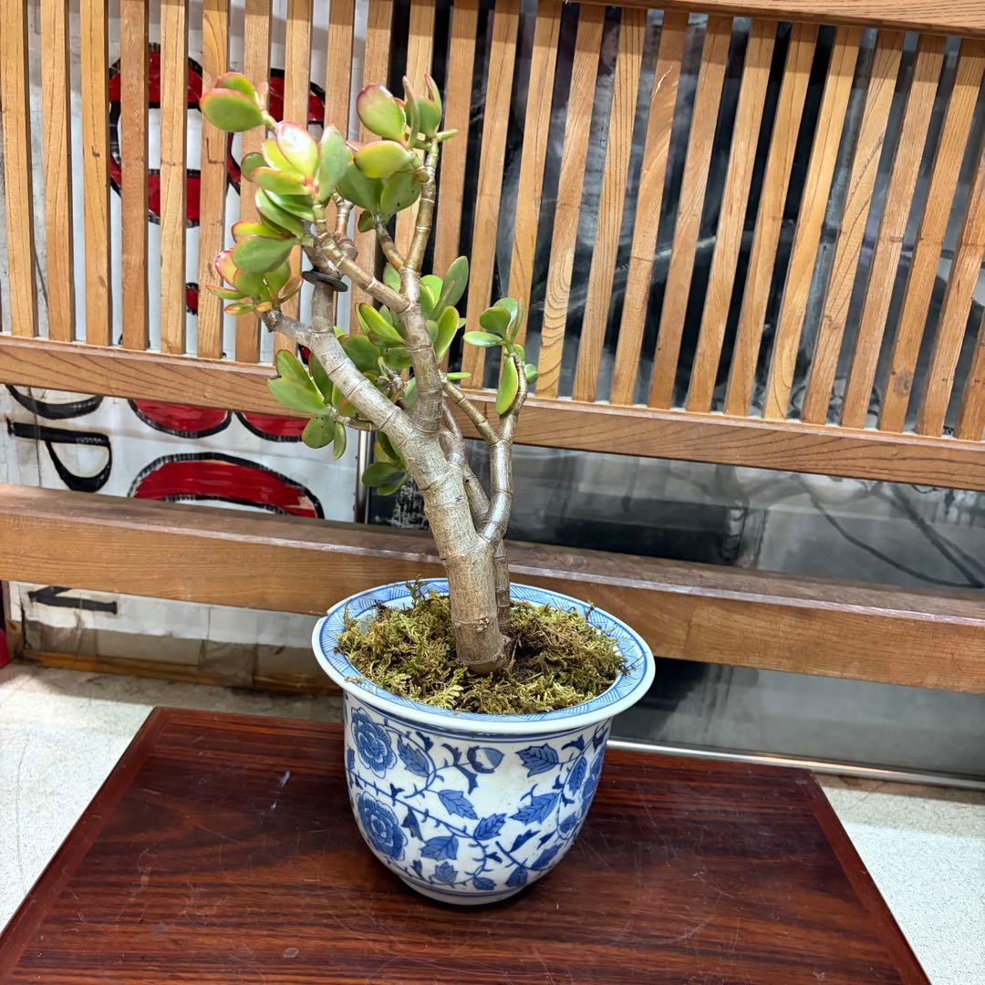 0012 金の成る木 幹の太さ １２cm青い花柄鉢(欠有) 投げ売り