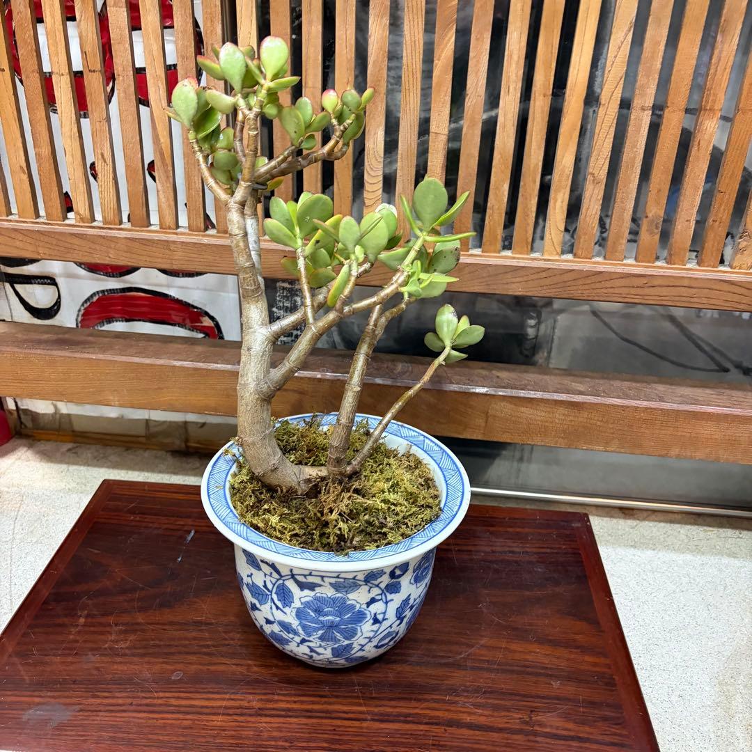 0012 金の成る木 幹の太さ １２cm青い花柄鉢(欠有) 投げ売り