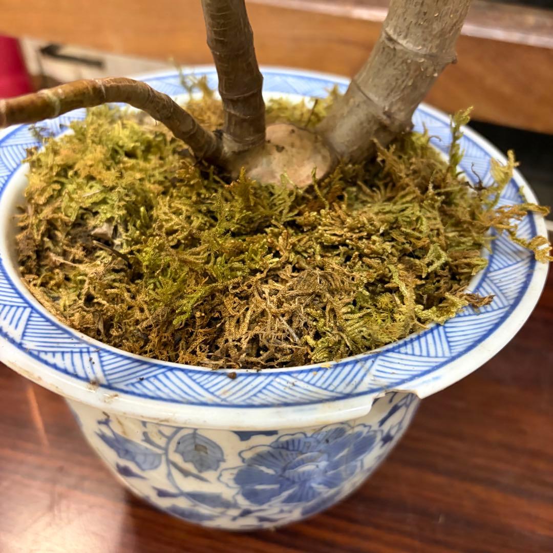 0012 金の成る木 幹の太さ １２cm青い花柄鉢(欠有) 投げ売り
