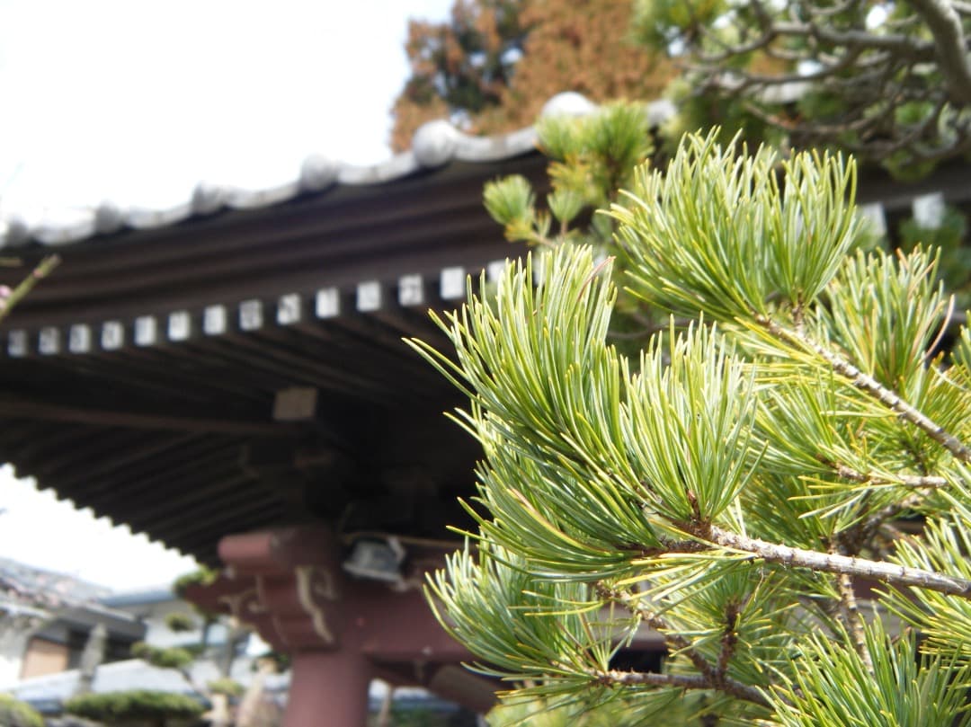 実写美⭕️【動作確認済】FUJIFILM 防水 FinePix Z33WP