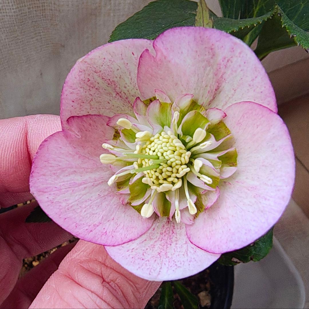 2639ピンクミストsdヒデコートhyb 大木ナーセリークリスマスローズ開花株