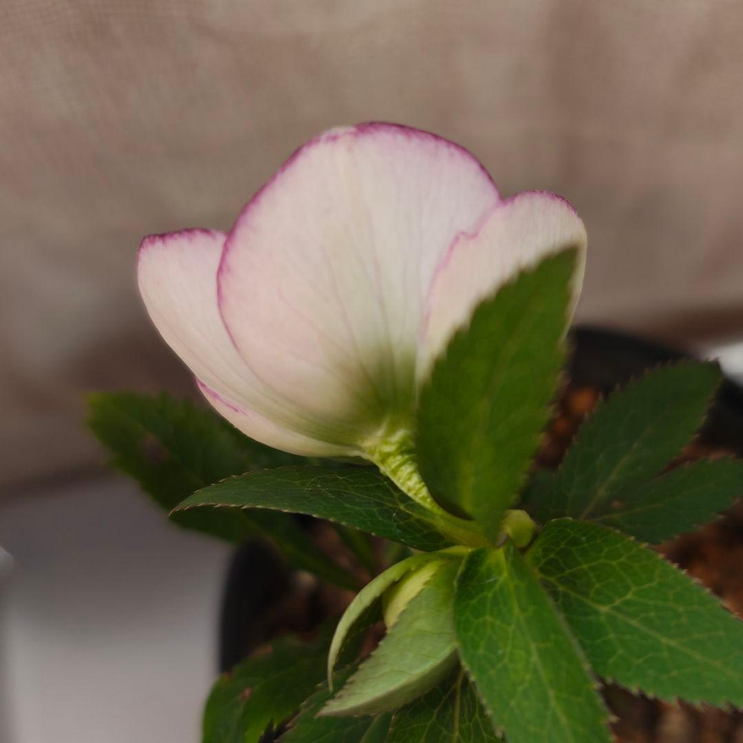 2639ピンクミストsdヒデコートhyb 大木ナーセリークリスマスローズ開花株