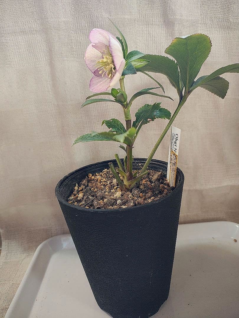 2639ピンクミストsdヒデコートhyb 大木ナーセリークリスマスローズ開花株