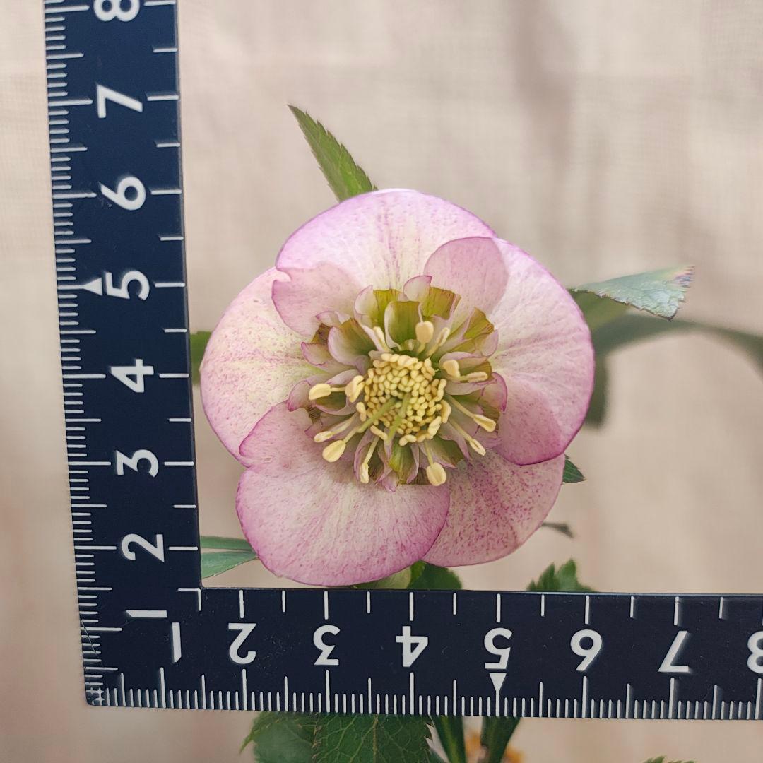 2639ピンクミストsdヒデコートhyb 大木ナーセリークリスマスローズ開花株