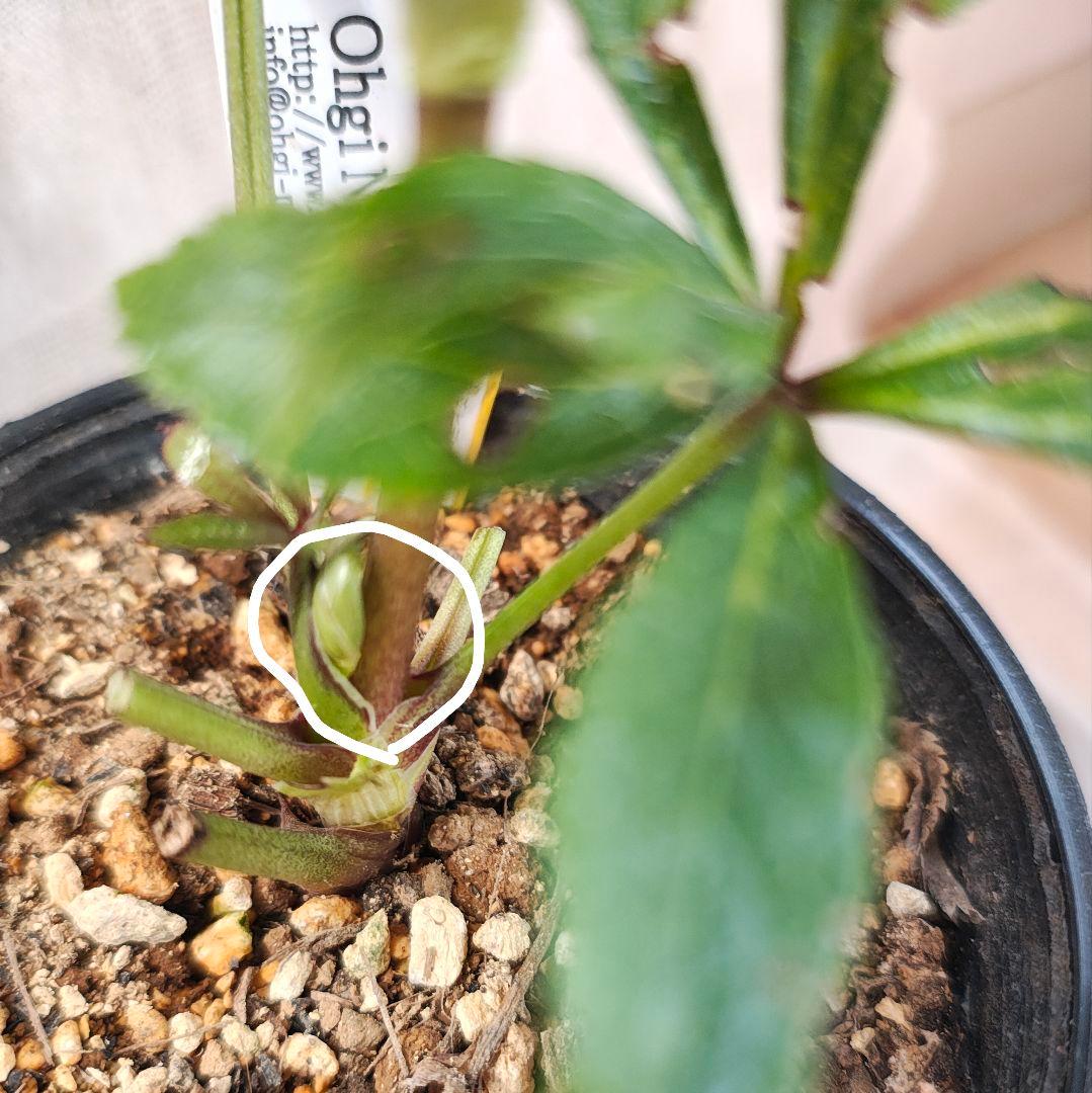 2639ピンクミストsdヒデコートhyb 大木ナーセリークリスマスローズ開花株